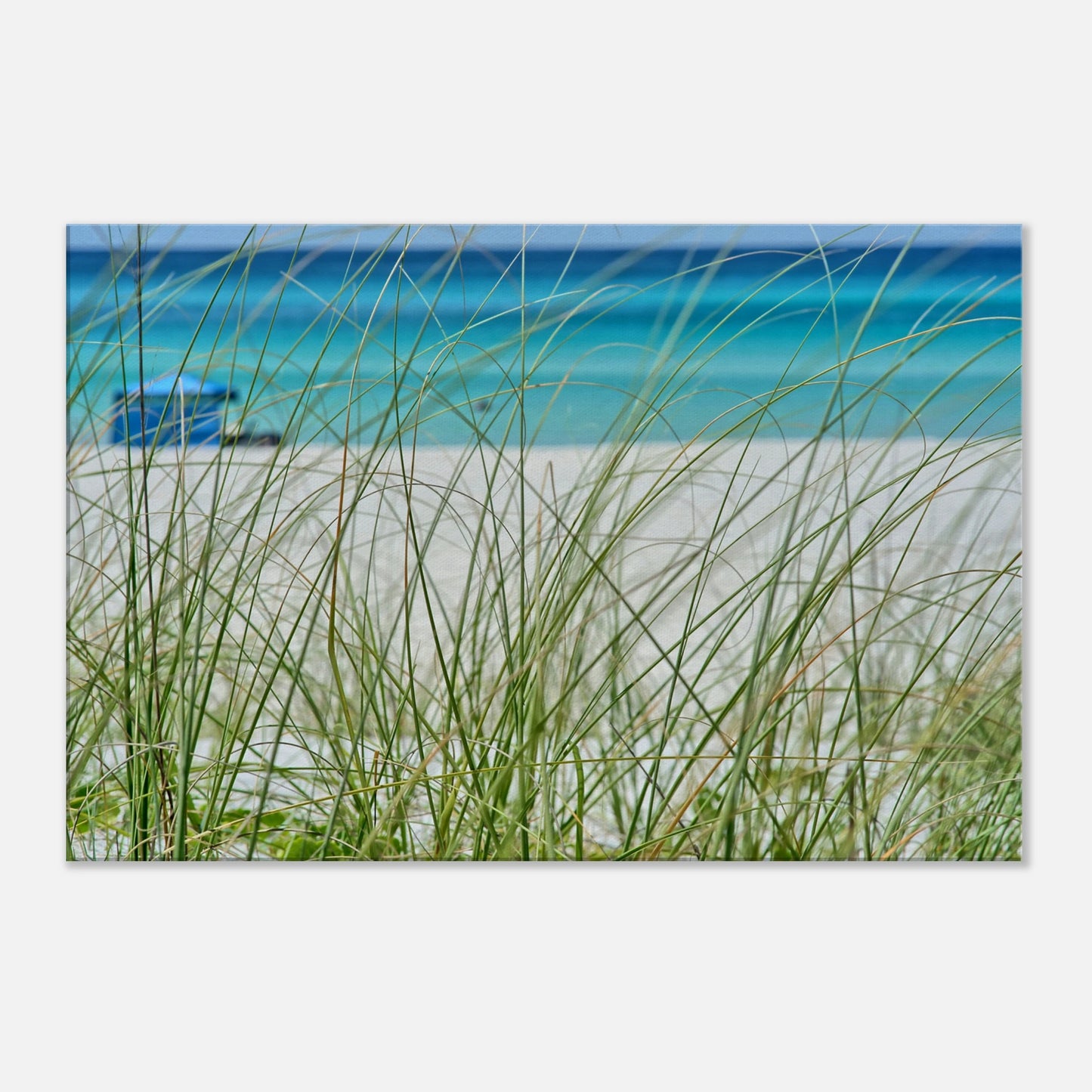 Beach Grass Canvas Wall Print by Caribbean Rays