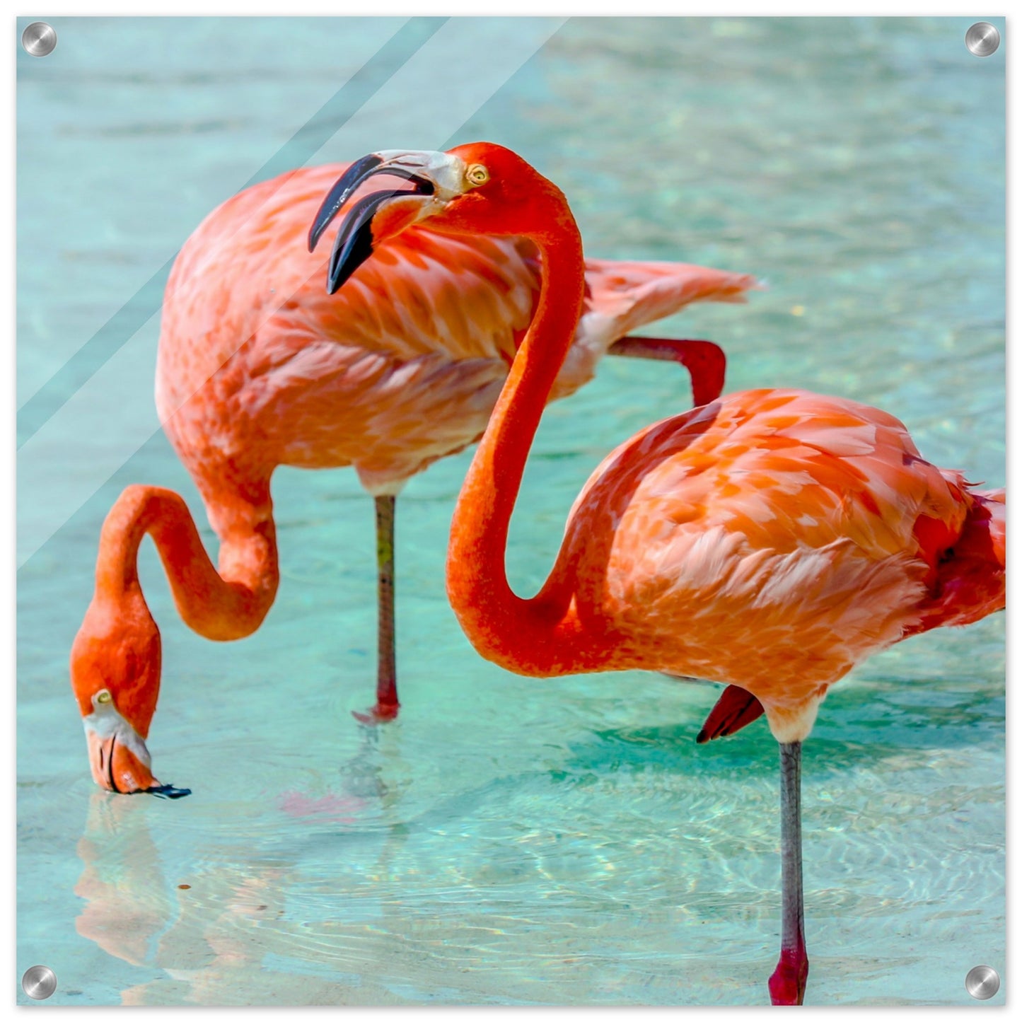 Flamingo Duo Acrylic Wall Print - Caribbean Rays