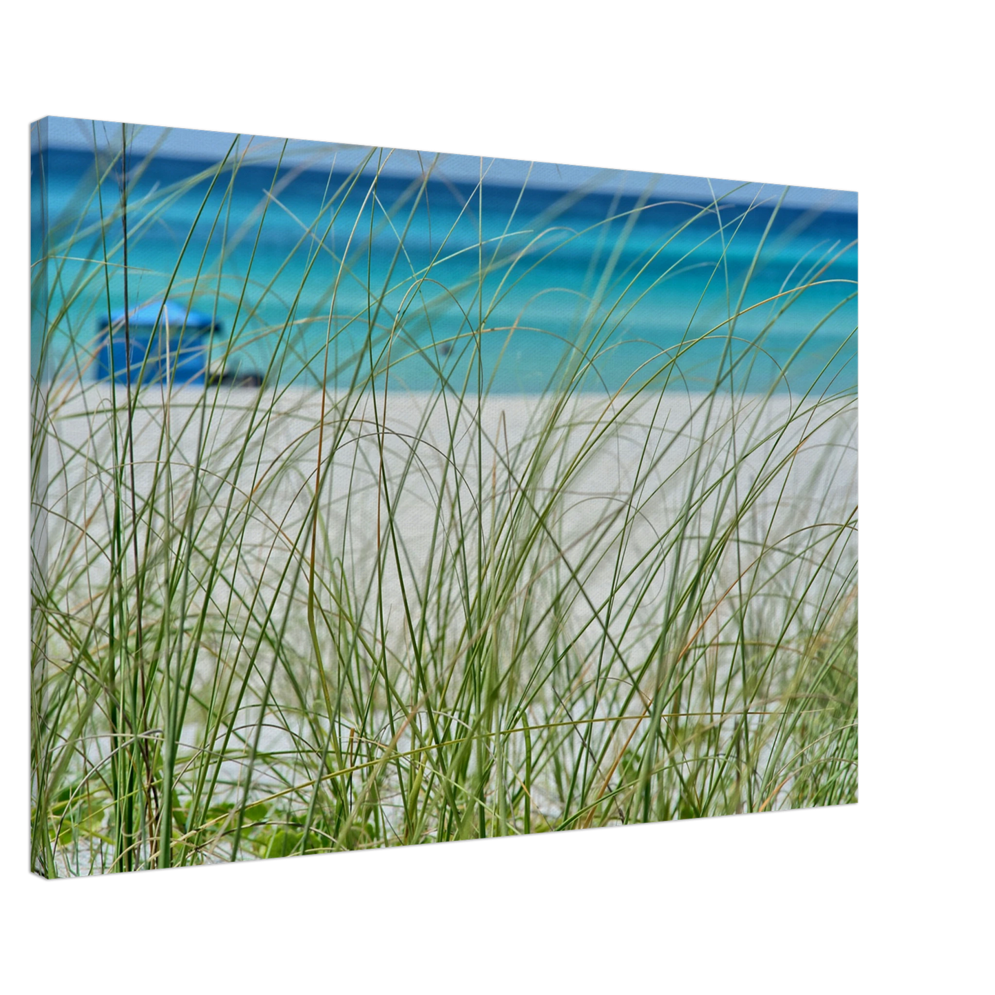 Beach Grass Canvas Wall Print on Caribbean Rays