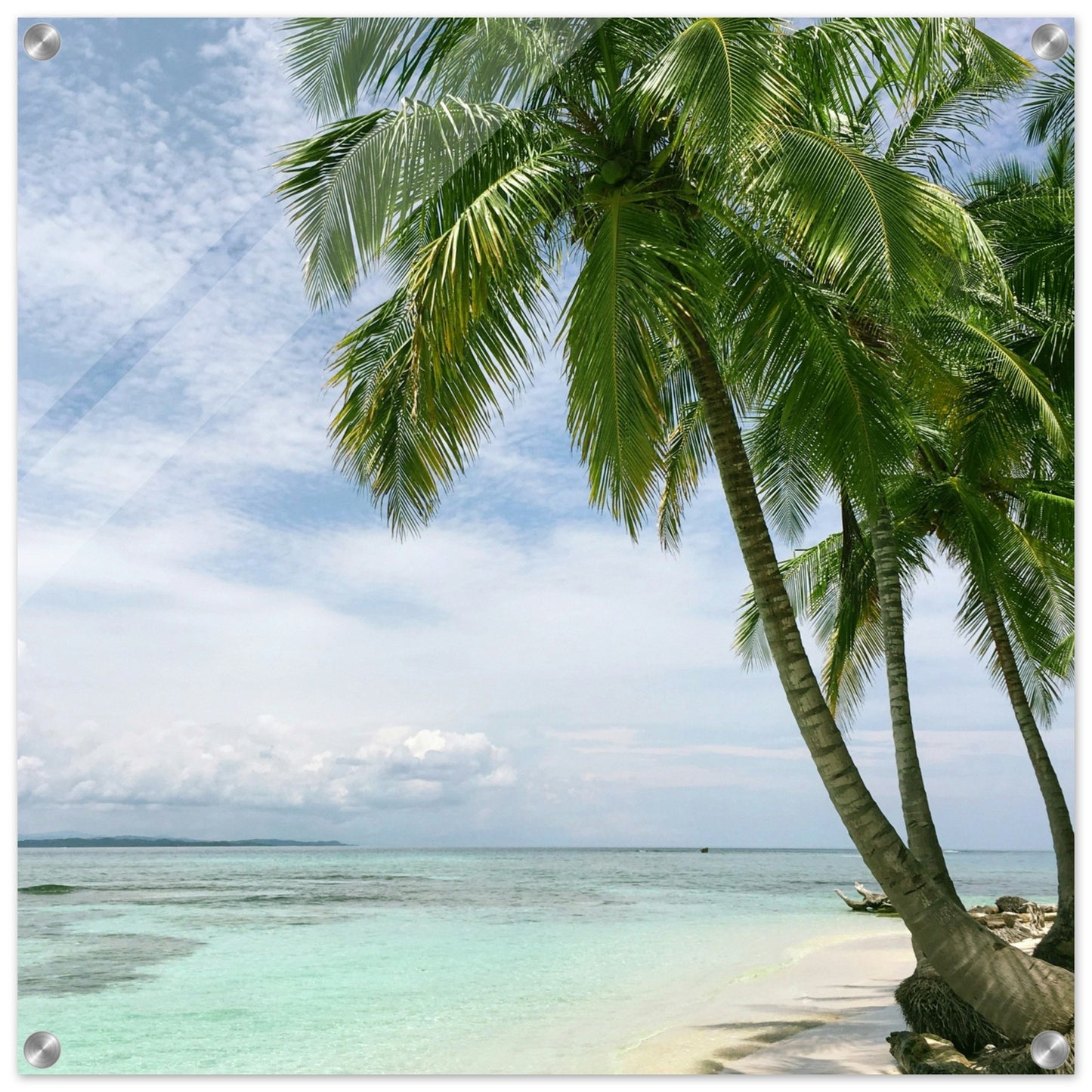 Palm Tree Point Acrylic Wall Print - by Caribbean Rays