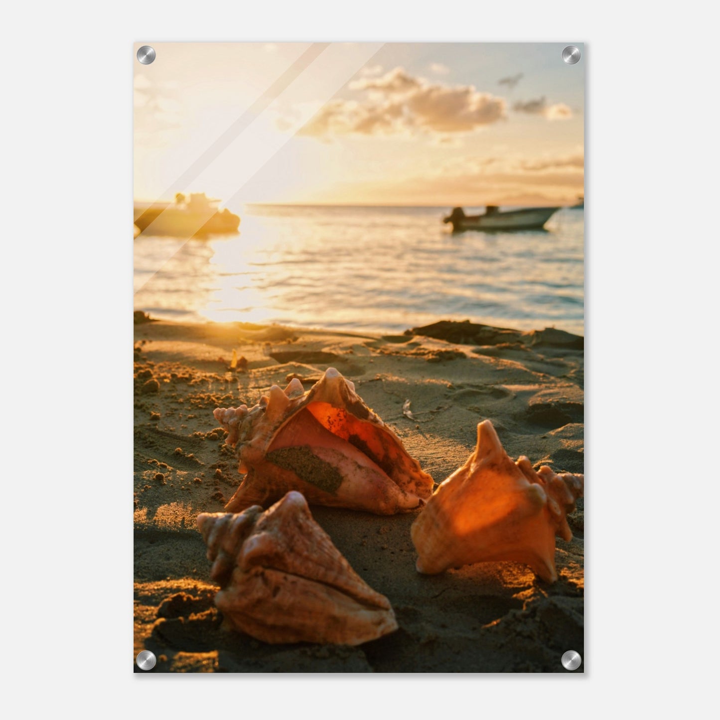 Three Sea Shells Acrylic Wall Print at Caribbean Rays