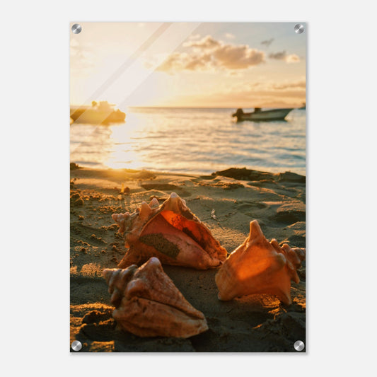 Three Sea Shells Acrylic Wall Print at Caribbean Rays