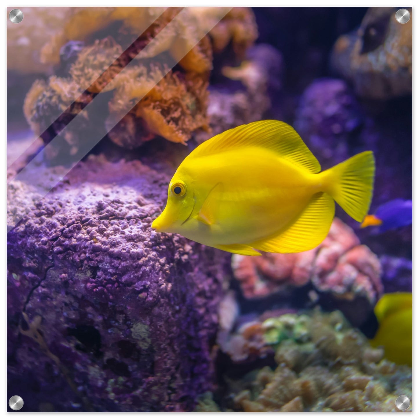 Yellow Tang Acrylic Wall Print - Caribbean Rays