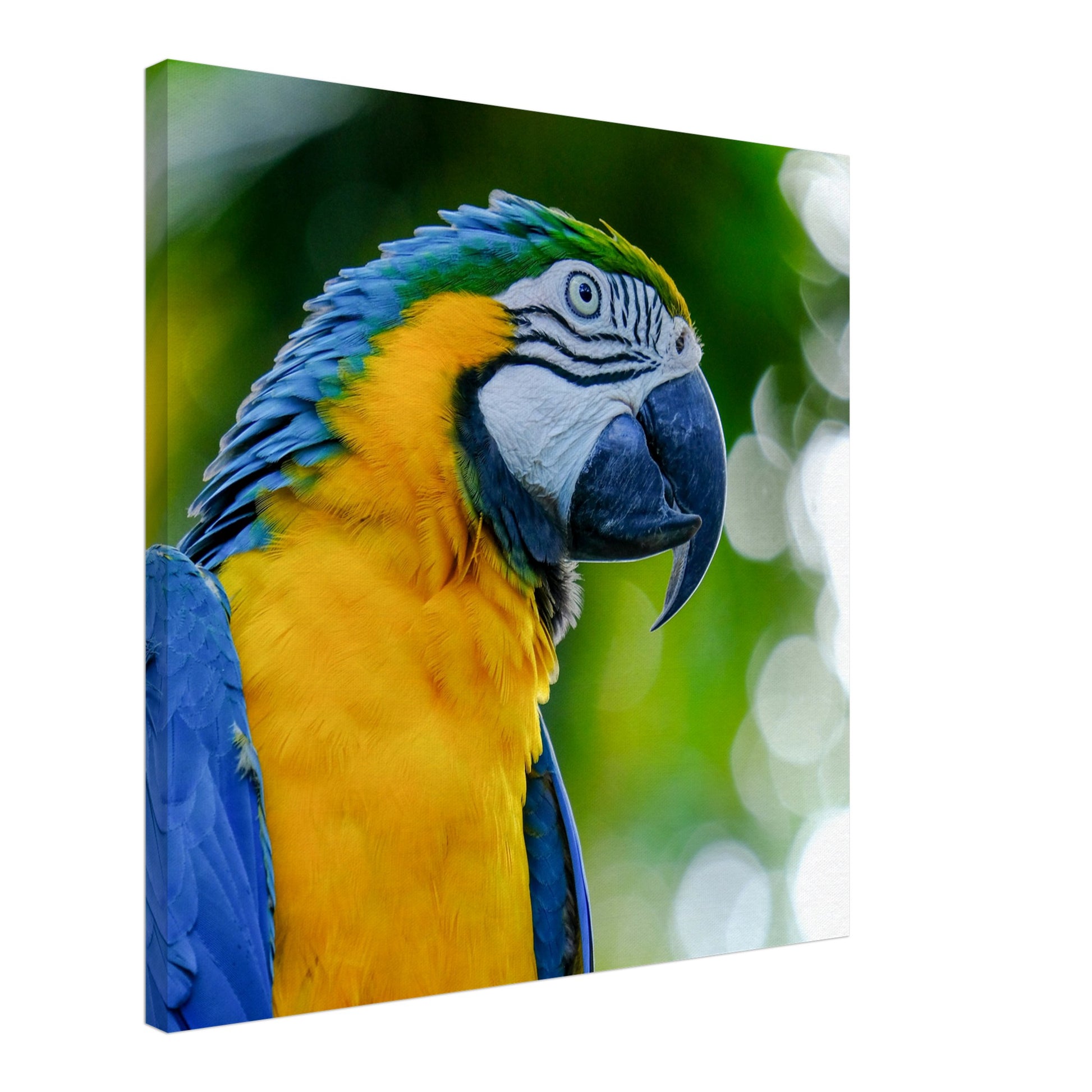 Blue Parrot Canvas Wall Print Caribbean Rays