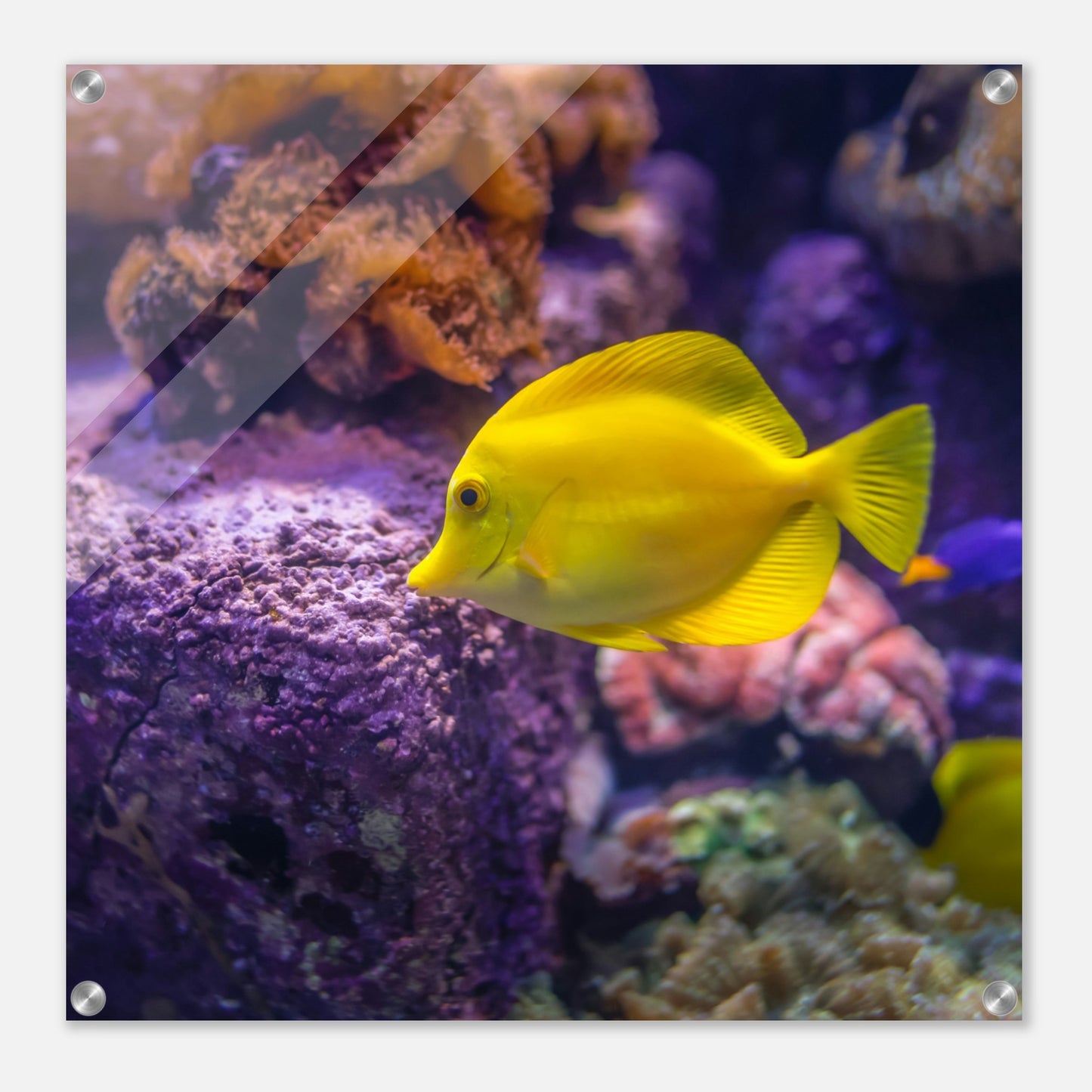Yellow Tang Acrylic Wall Print at Caribbean Rays
