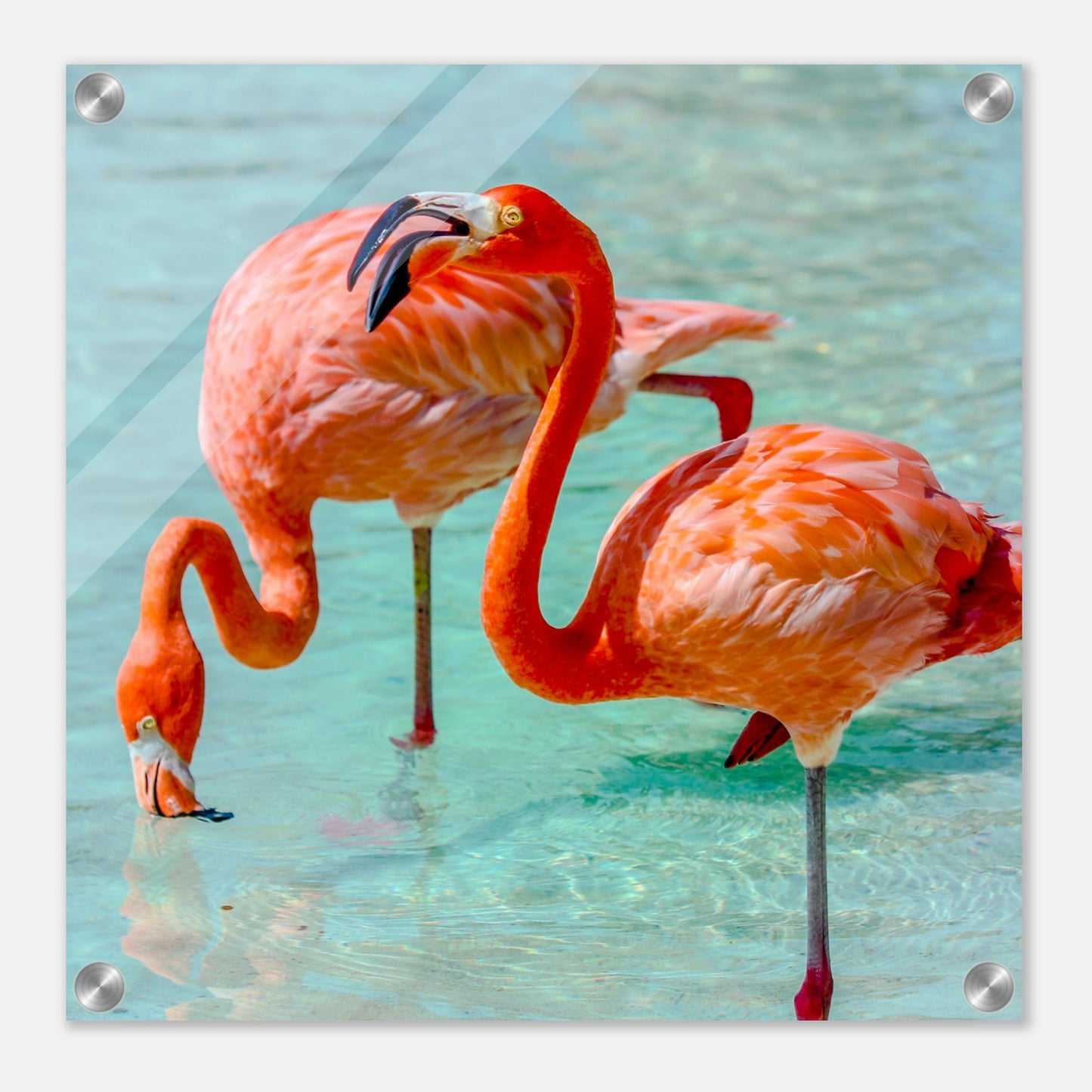 Flamingo Duo Acrylic Wall Print on Caribbean Rays
