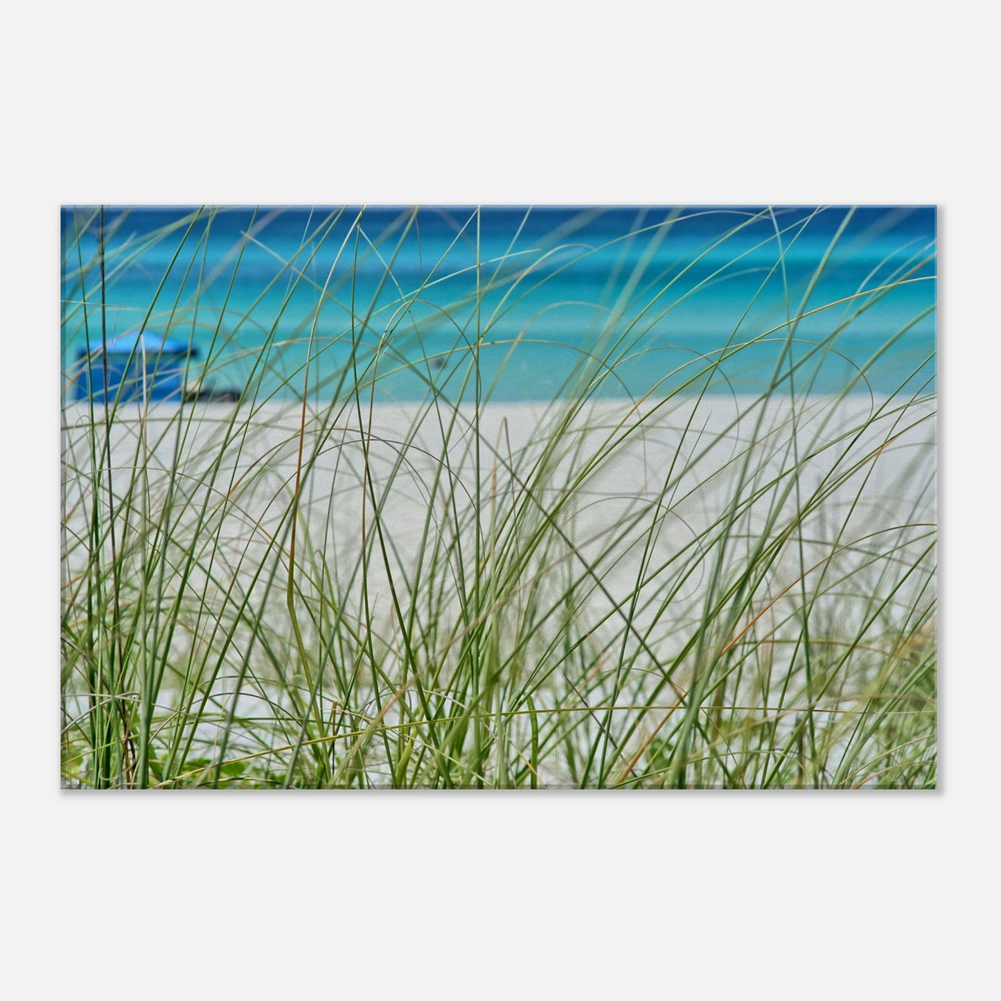 Beach Grass Canvas Wall Print by Caribbean Rays