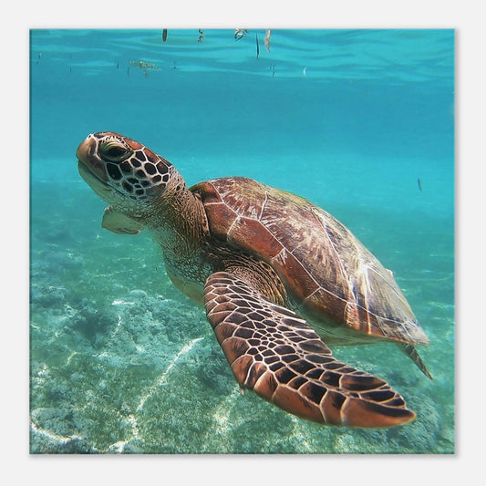 Swimming Brown Sea Turtle Canvas Wall Print by Caribbean Rays
