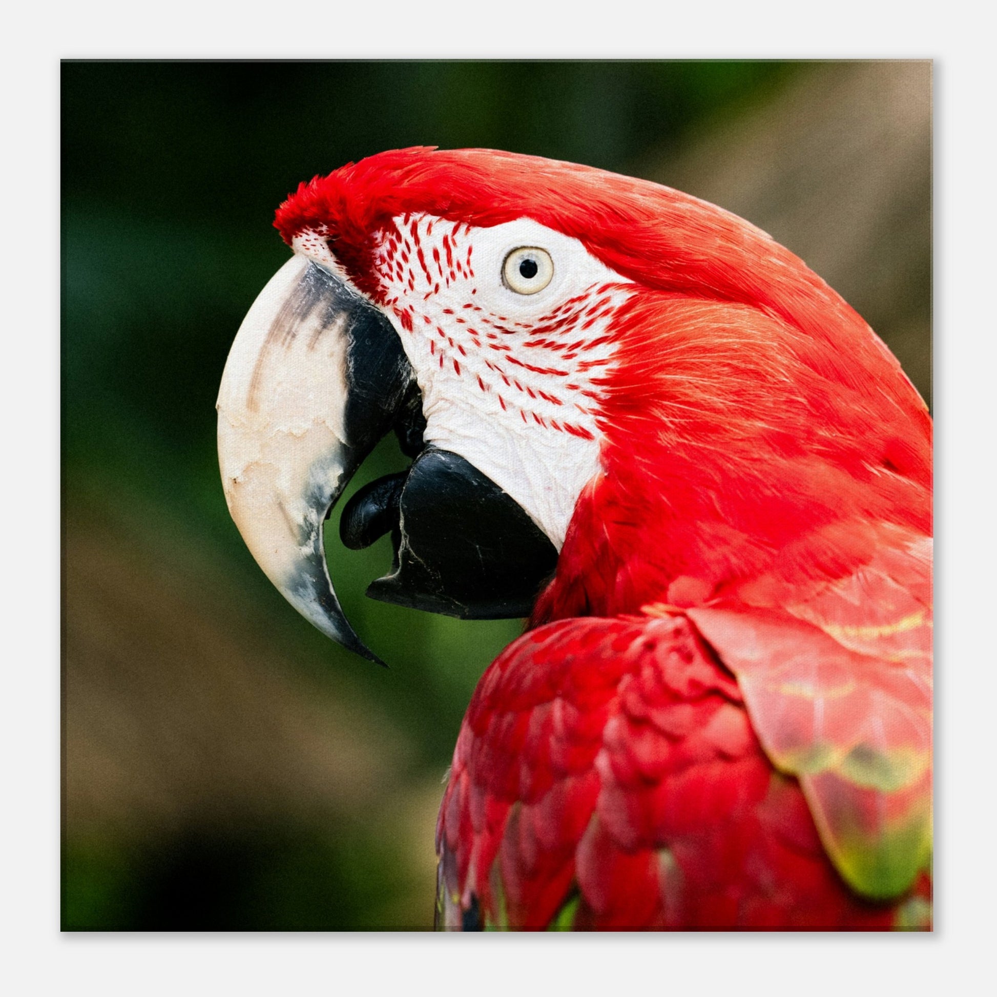 Red Macaw Parrot Canvas Wall Print by Caribbean Rays