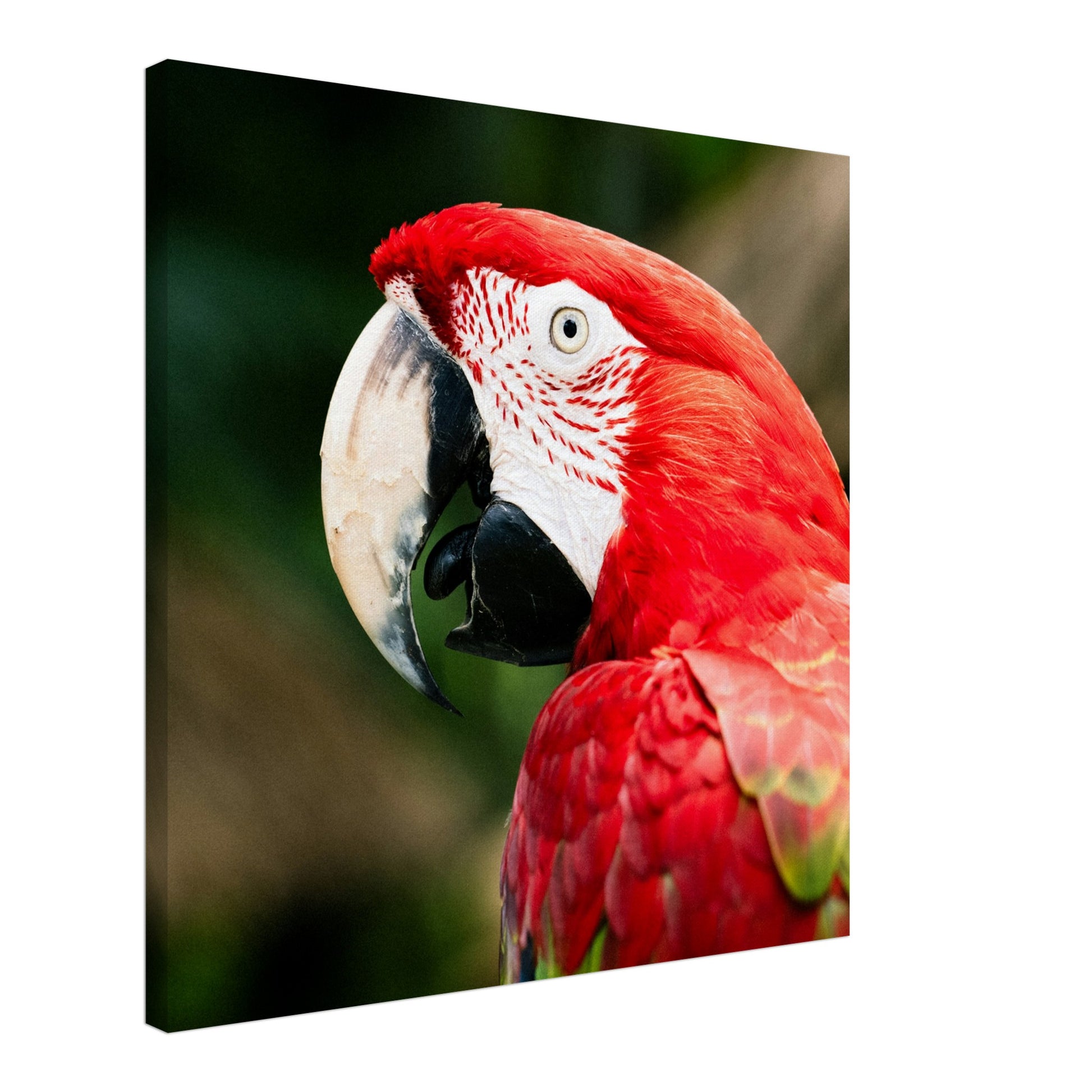Red Macaw Parrot Canvas Wall Print Caribbean Rays