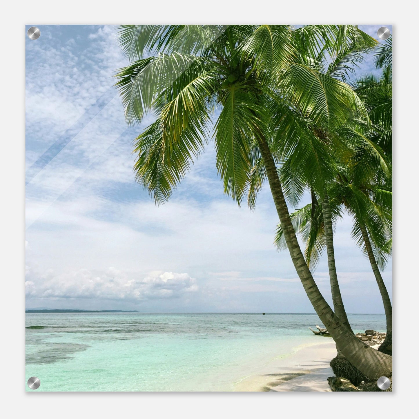 Palm Tree Point Acrylic Wall Print at Caribbean Rays