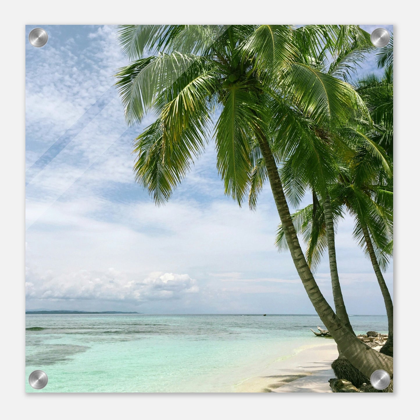 Palm Tree Point Acrylic Wall Print by Caribbean Rays