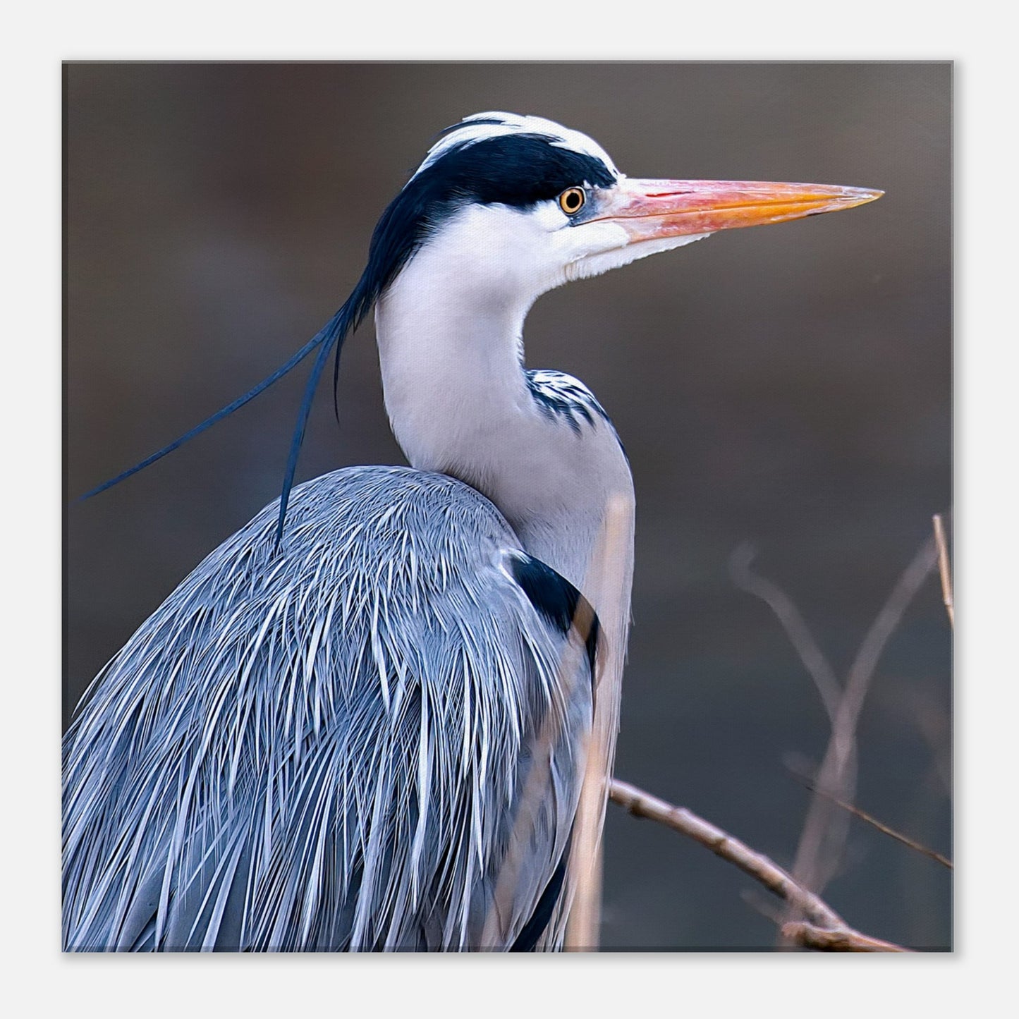 Blue Heron Canvas Wall Print by Caribbean Rays