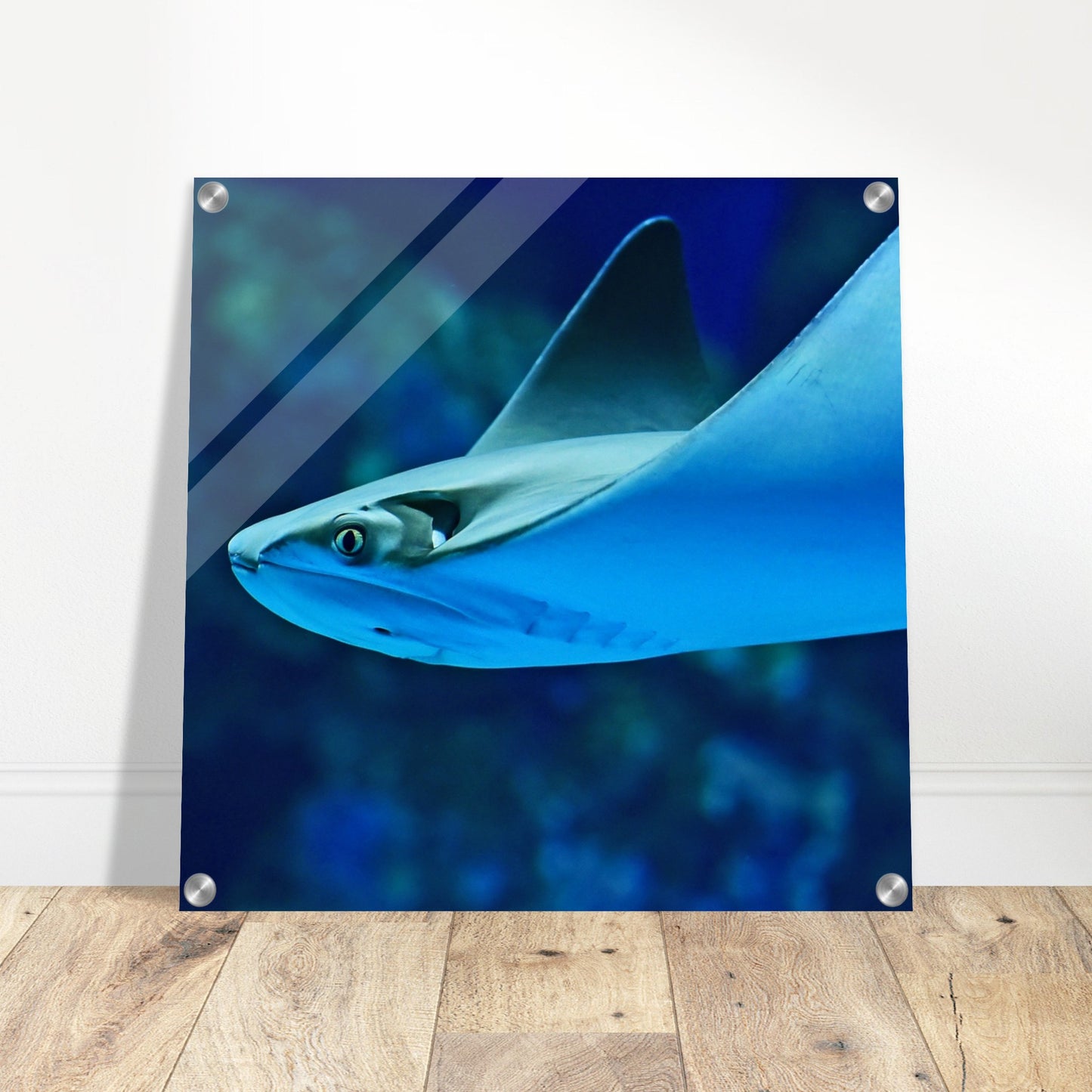 Sting Ray Acrylic Wall Print Caribbean Rays