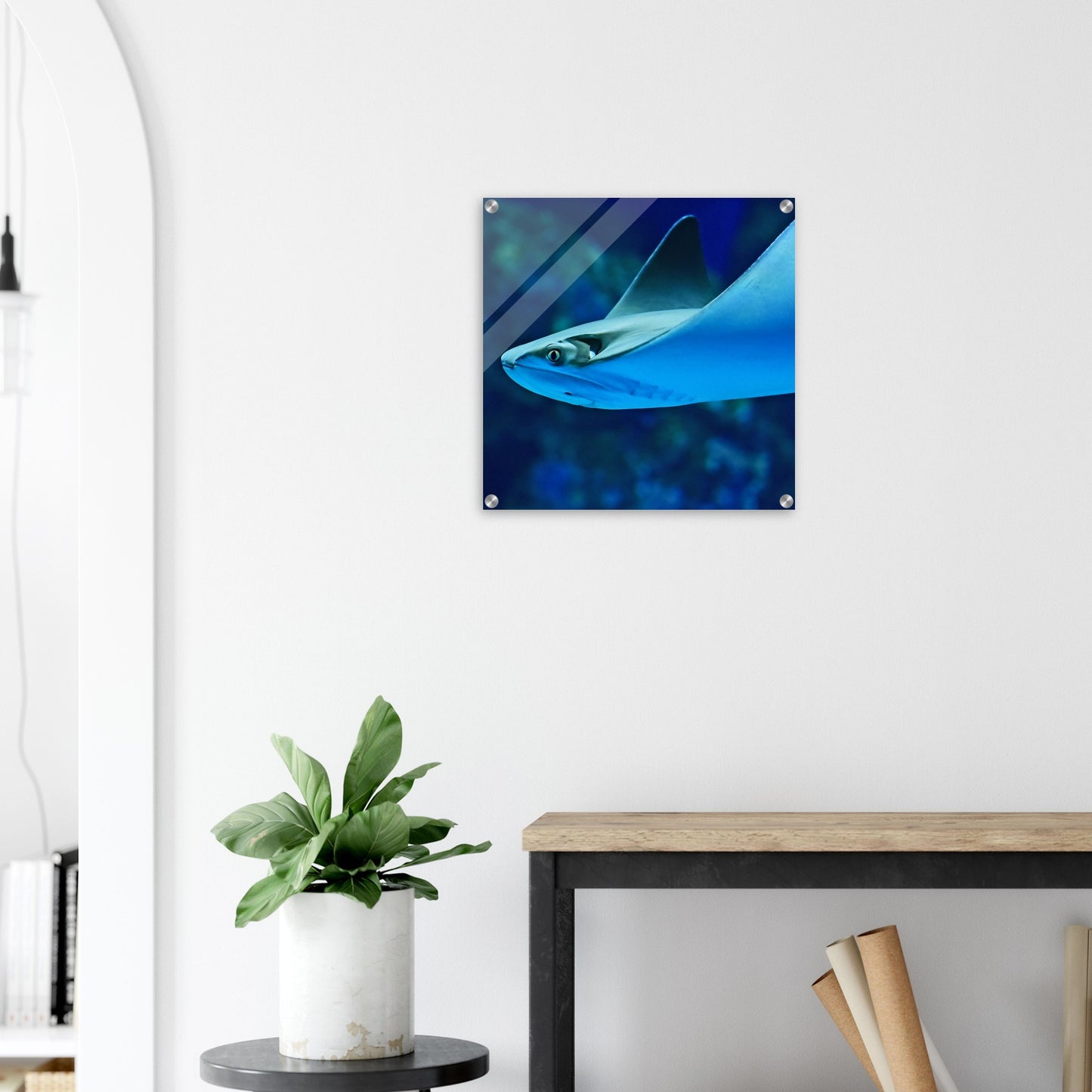 Sting Ray Acrylic Wall Print on Caribbean Rays