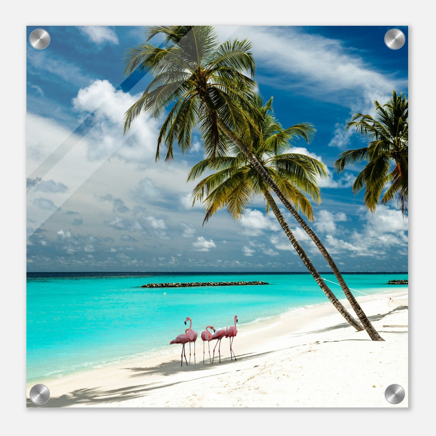 Flamingos on Vacation Acrylic Wall Print -at Caribbean Rays
