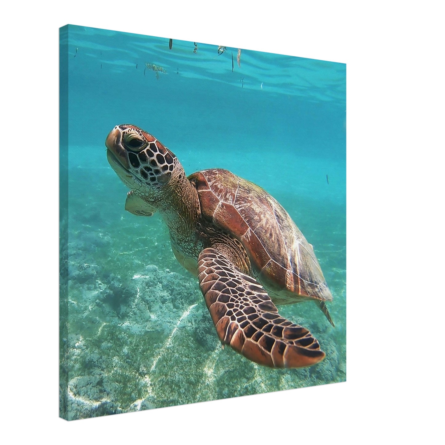 Swimming Brown Sea Turtle Canvas Wall Print Caribbean Rays