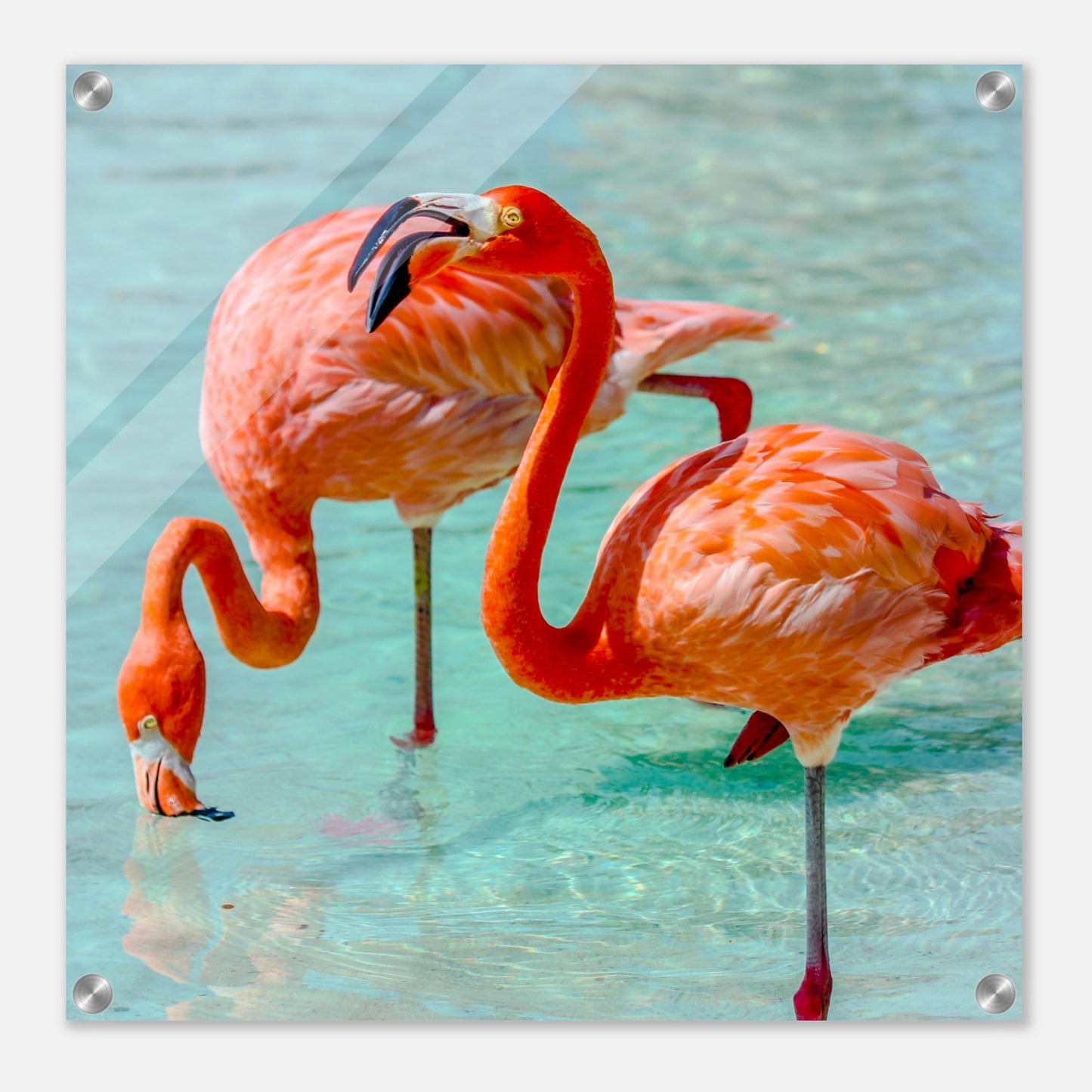 Flamingo Duo Acrylic Wall Print at Caribbean Rays