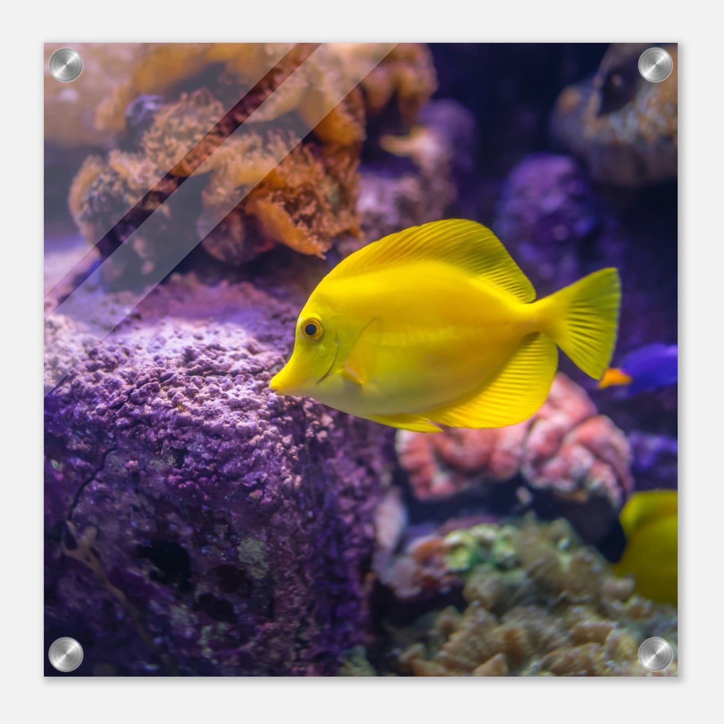 Yellow Tang Acrylic Wall Print on Caribbean Rays