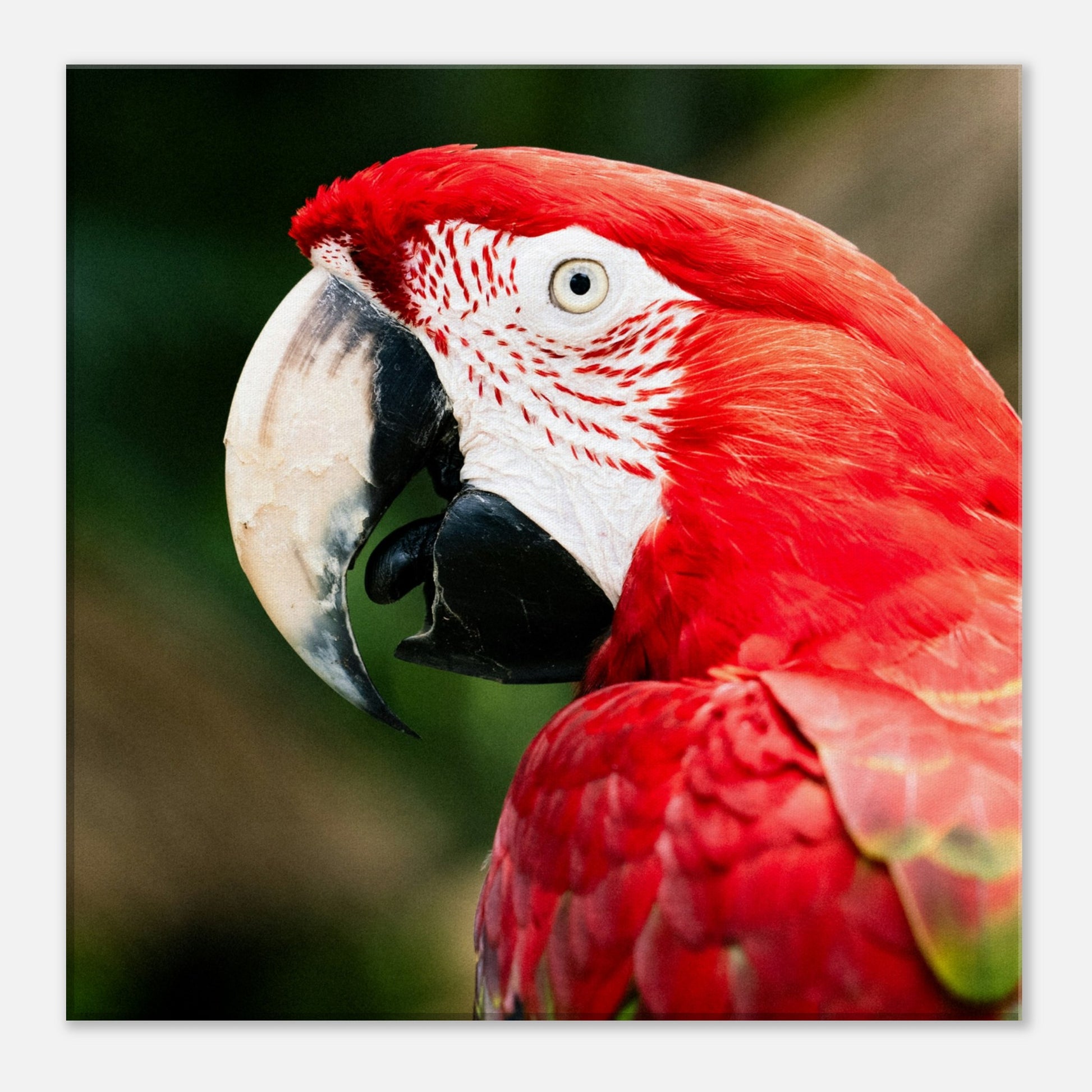 Red Macaw Parrot Canvas Wall Print on Caribbean Rays