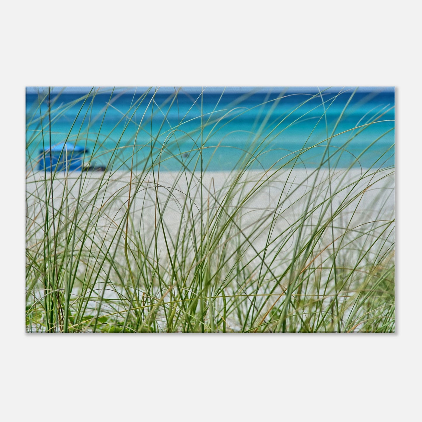 Beach Grass Canvas Wall Print by Caribbean Rays