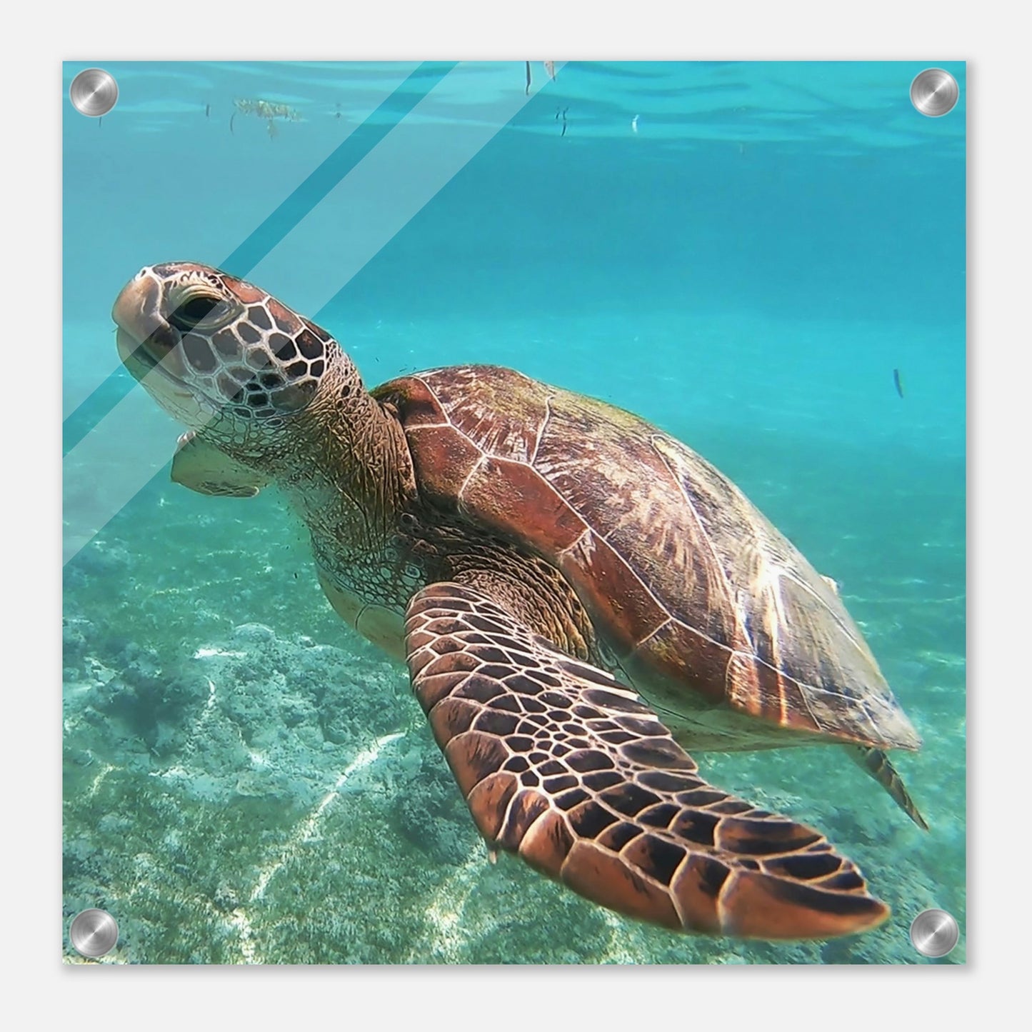 Swimming Sea Turtle Acrylic Wall Print at Sea Turtle