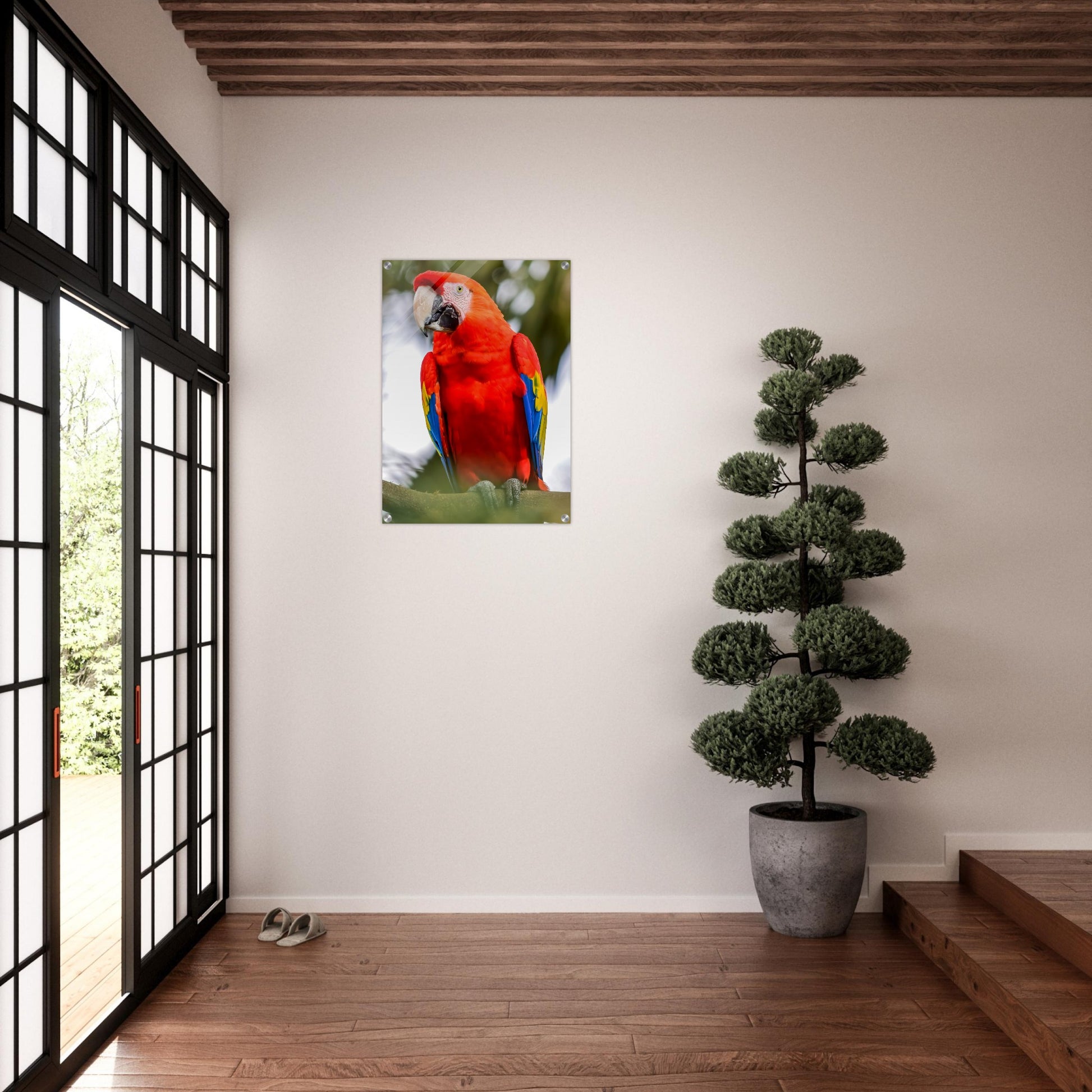 Red Macaw Acrylic Wall Print - Caribbean Rays