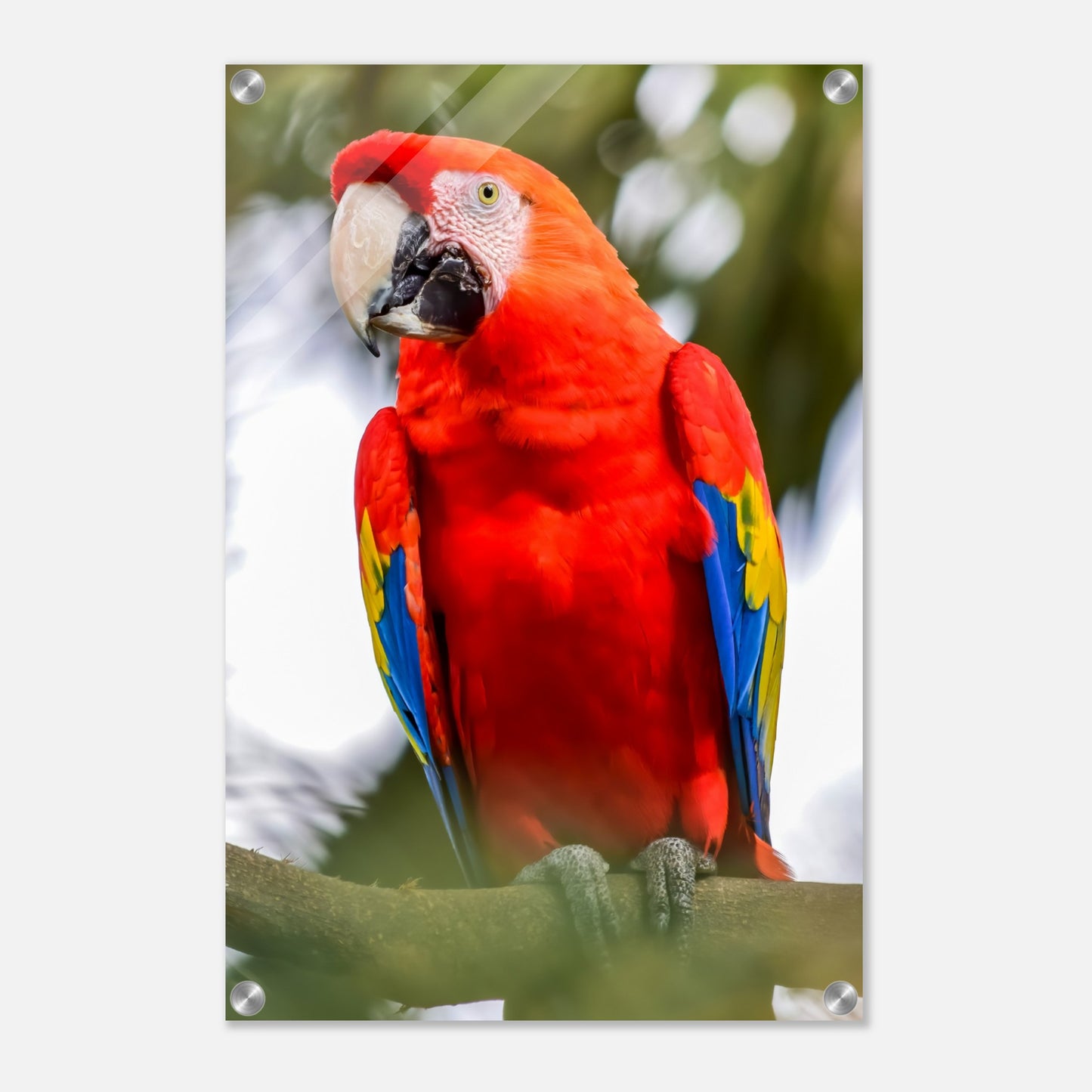 Red Macaw Acrylic Wall Print by Caribbean Rays