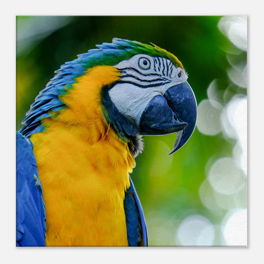 Blue Parrot Canvas Wall Print by Caribbean Rays