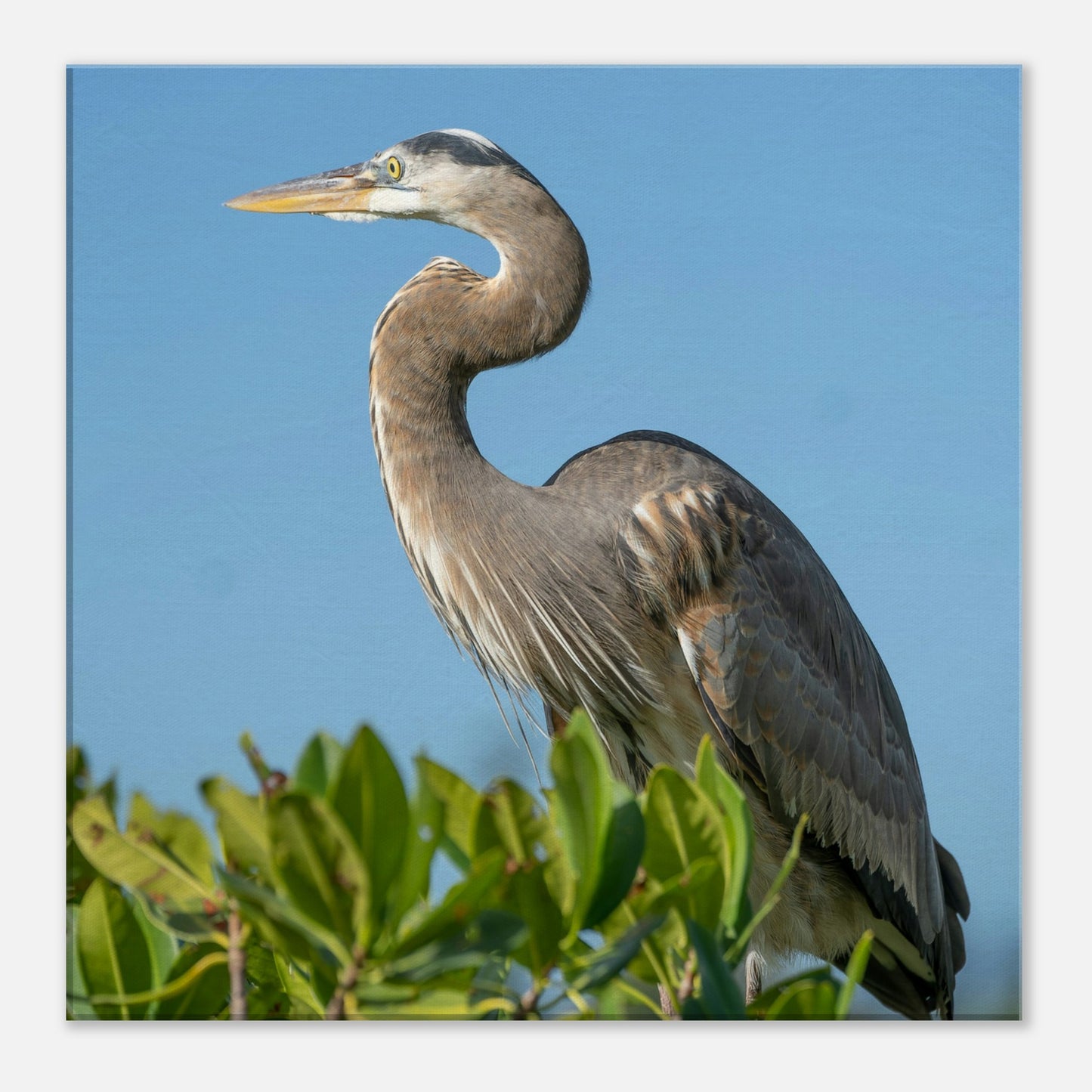 Gray Heron Canvas Wall Print at Caribbean Rays