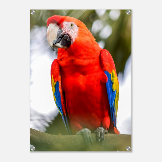 Red Macaw Acrylic Wall Print at Caribbean Rays