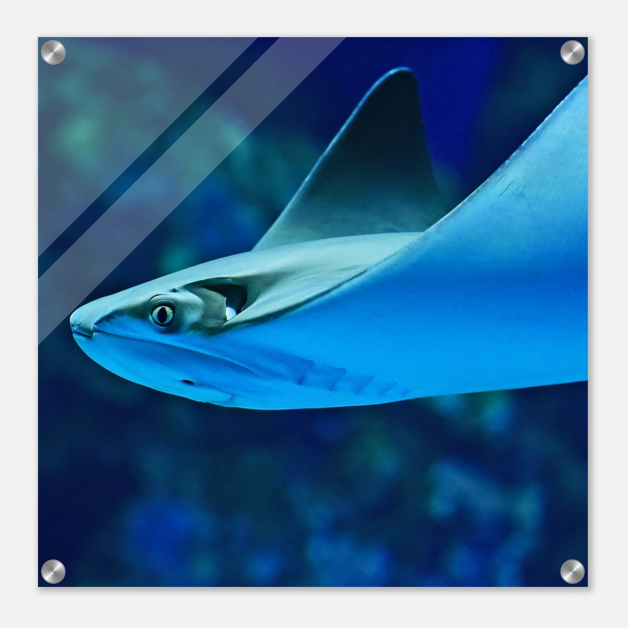 Sting Ray Acrylic Wall Print, Ocean Life- Caribbean Rays