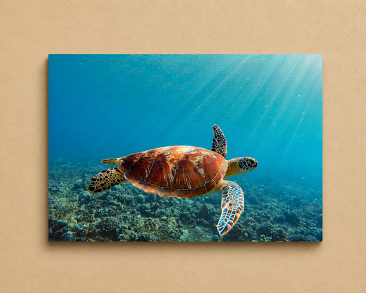 Canvas print of a turtle swimming underwater with sunlight filtering through the water.