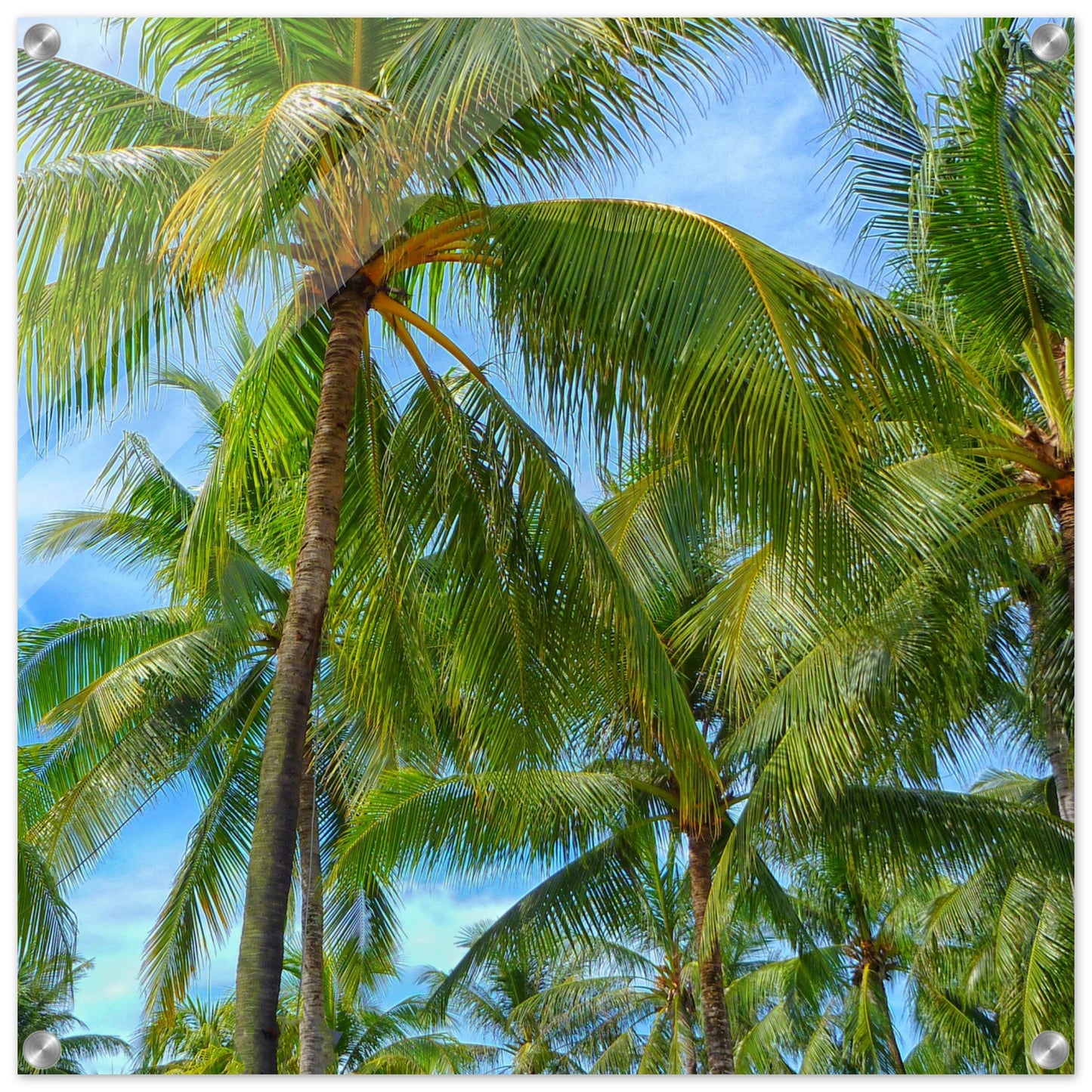 Palm Tree Heaven Acrylic Wall Print at Caribbean Rays