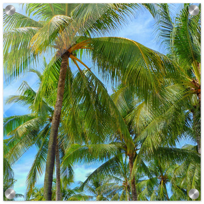 Palm Tree Heaven Acrylic Wall Print on Caribbean Rays