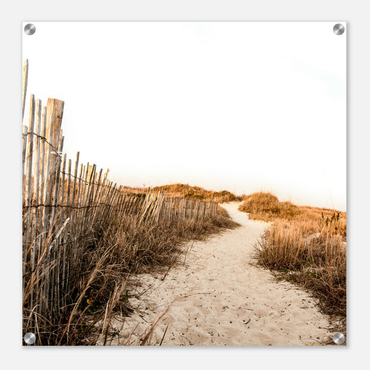 Sandy Path Acrylic Wall Print by Caribbean Rays