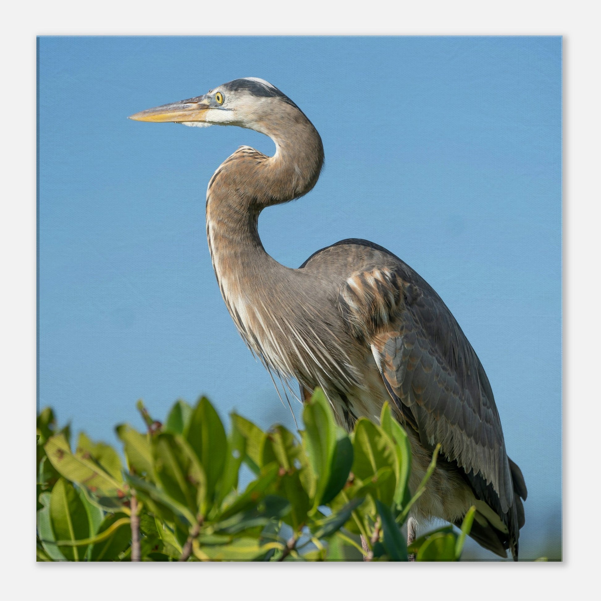 Gray Heron Canvas Wall Print by Caribbean Rays