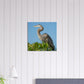 Gray Heron Canvas Wall Print on Caribbean Rays