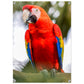 Red Macaw Acrylic Wall Print on Caribbean Rays