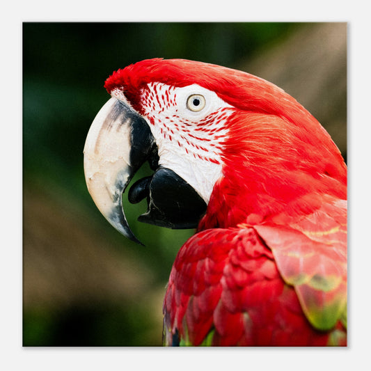 Red Macaw Parrot Canvas Wall Print at Caribbean Rays