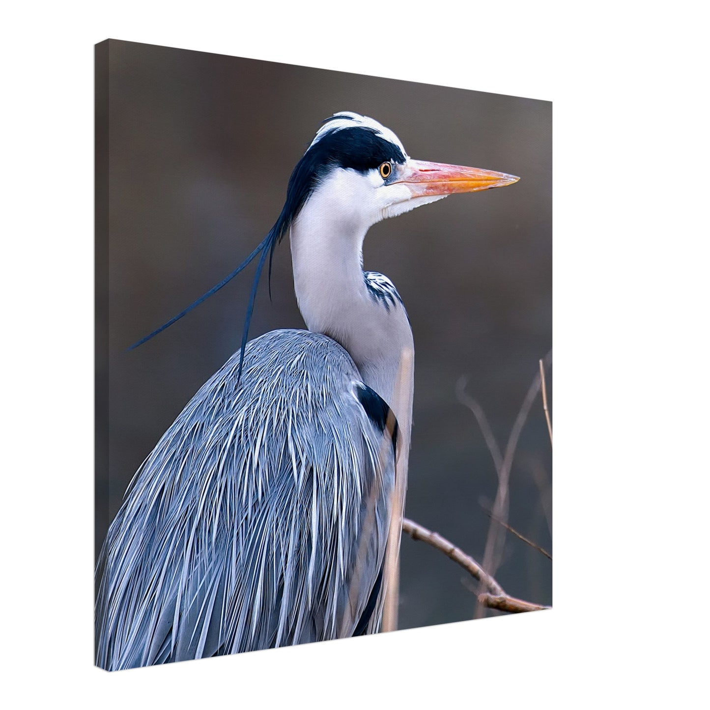 Blue Heron Canvas Wall Print Caribbean Rays