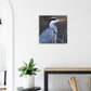 Blue Heron Canvas Wall Print on Caribbean Rays