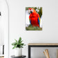 Red Macaw Acrylic Wall Print Caribbean Rays