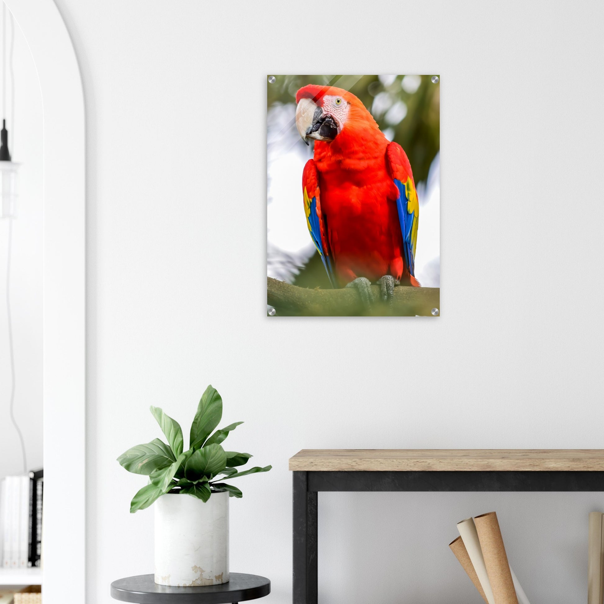 Red Macaw Acrylic Wall Print Caribbean Rays