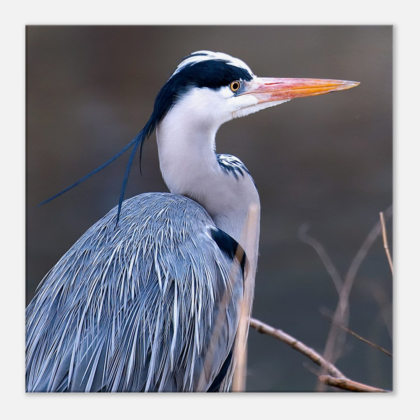 Blue Heron Canvas Wall Print at Caribbean Rays