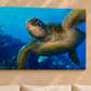 Canvas print of a turtle underwater on a beige wall above a white couch.