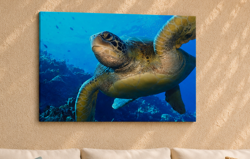 Canvas print of a turtle underwater on a beige wall above a white couch.