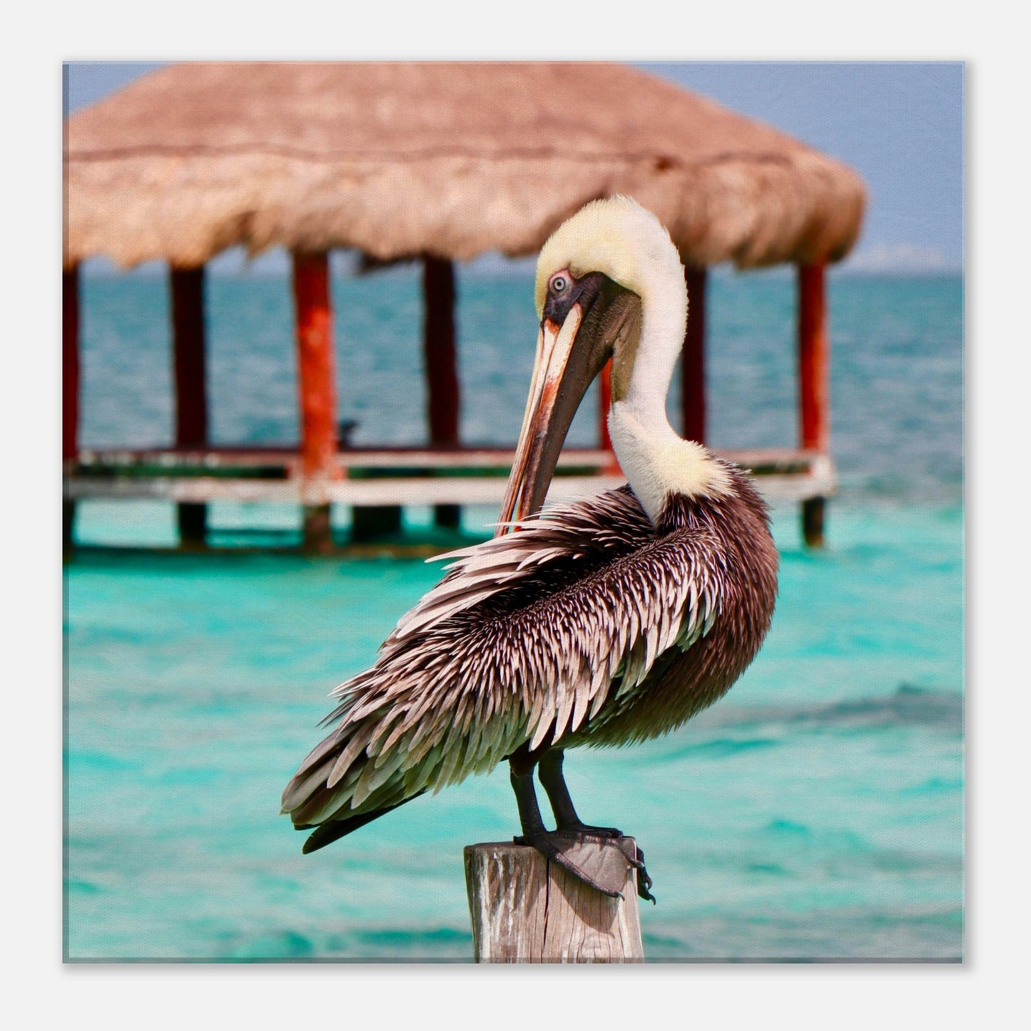 Pelican in Paradise Canvas Wall Print at Caribbean Rays
