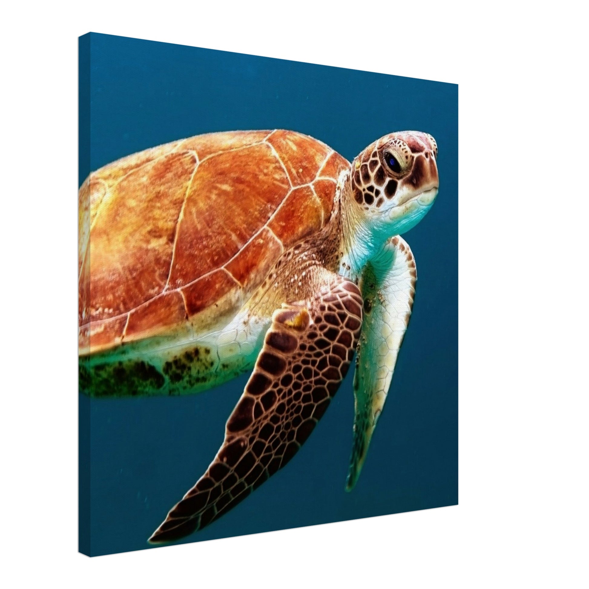 Brown Sea Turtle Canvas Wall Print Caribbean Rays