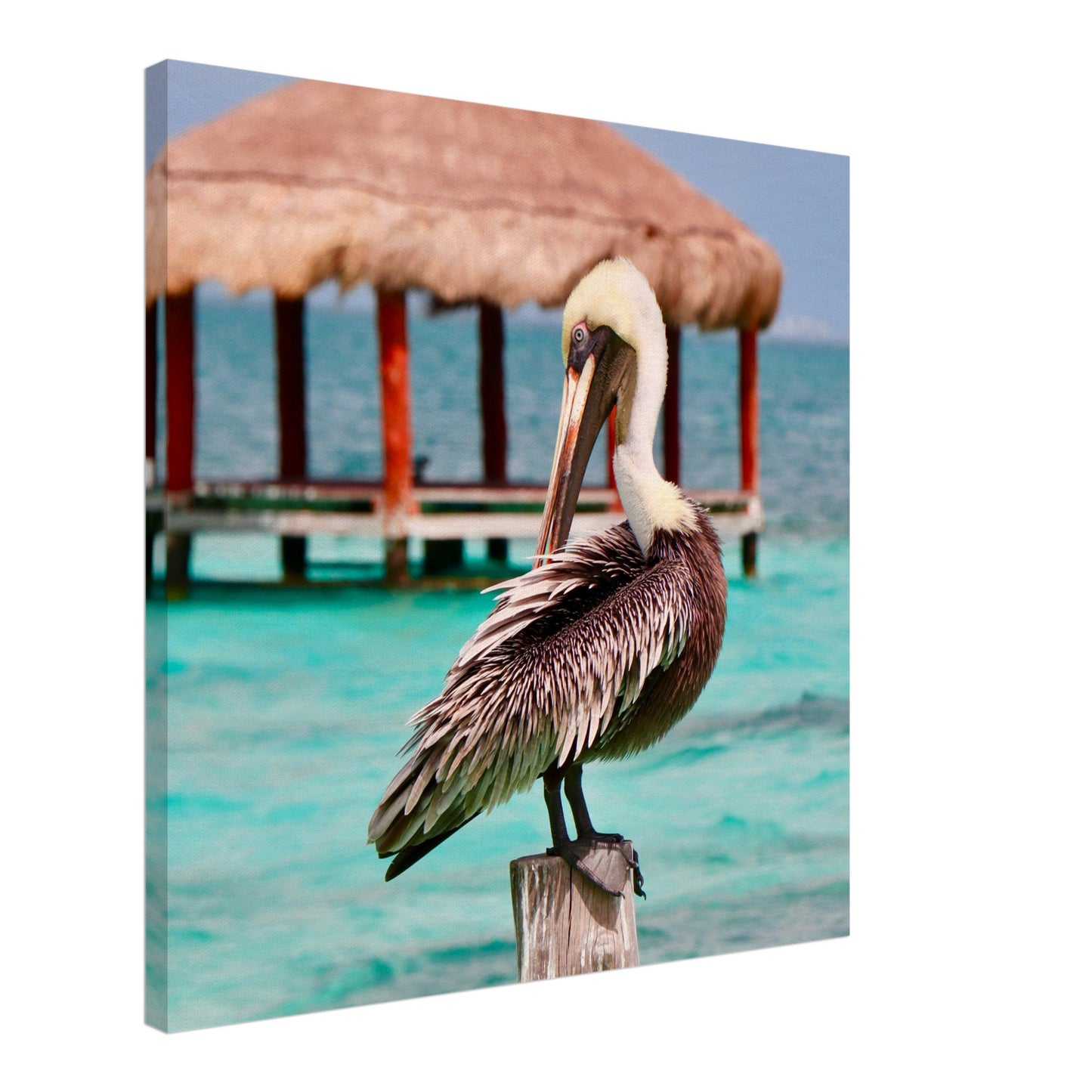 Pelican in Paradise Canvas Wall Print - Caribbean Rays
